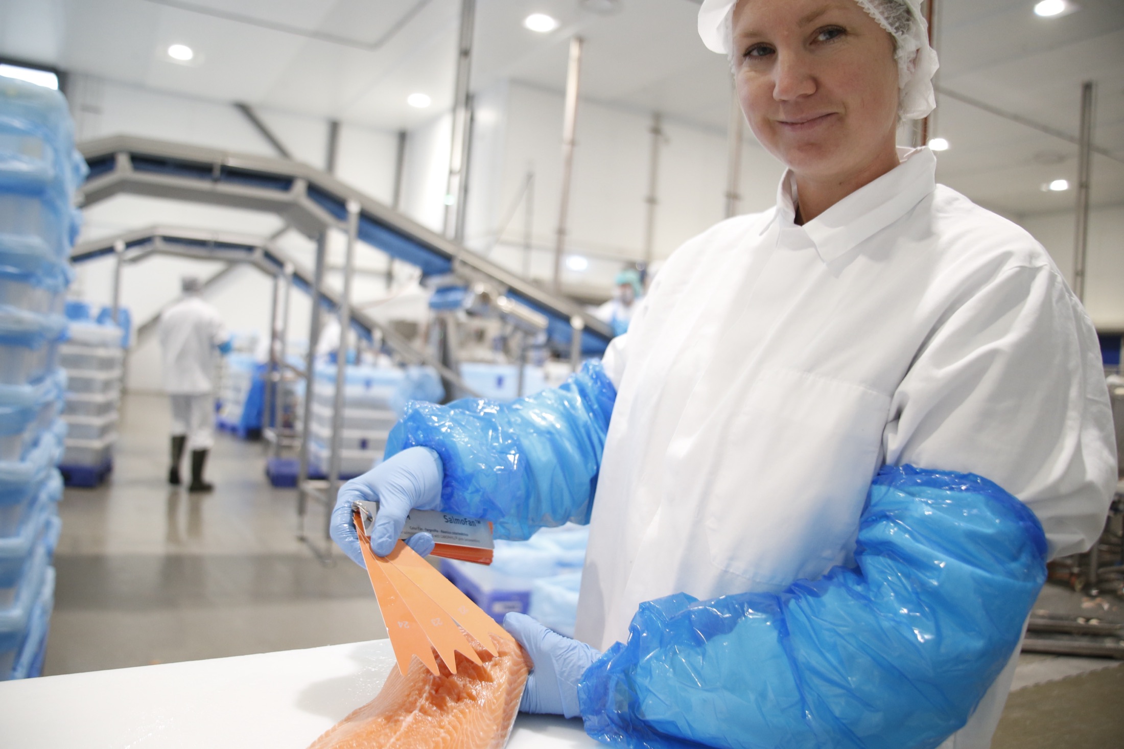 Isfjord salmon processing